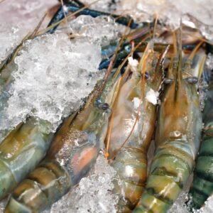 Frozen prawns