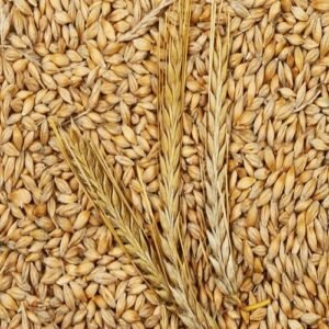 Barley