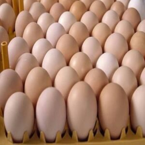 Hatching Eggs